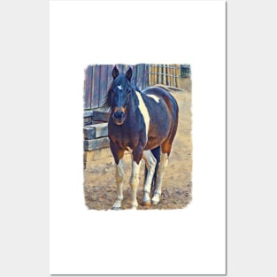 American Paint Horse Posters and Art